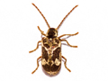 Ptinomorphus imperialis